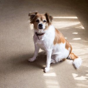 Pet stains on carpet