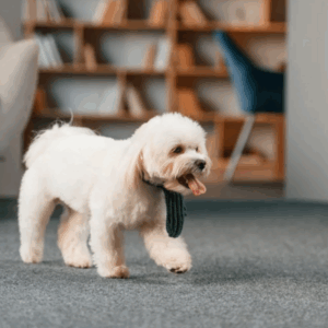 Pet stains on carpet