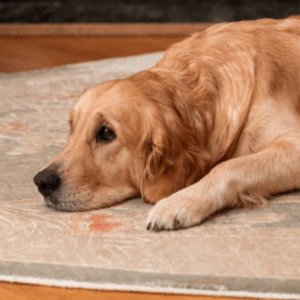 Pet stains on carpet